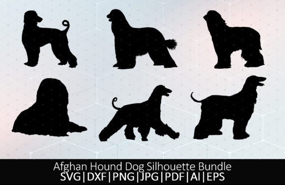Afghan Hound Tazhi Spay Barakzai
